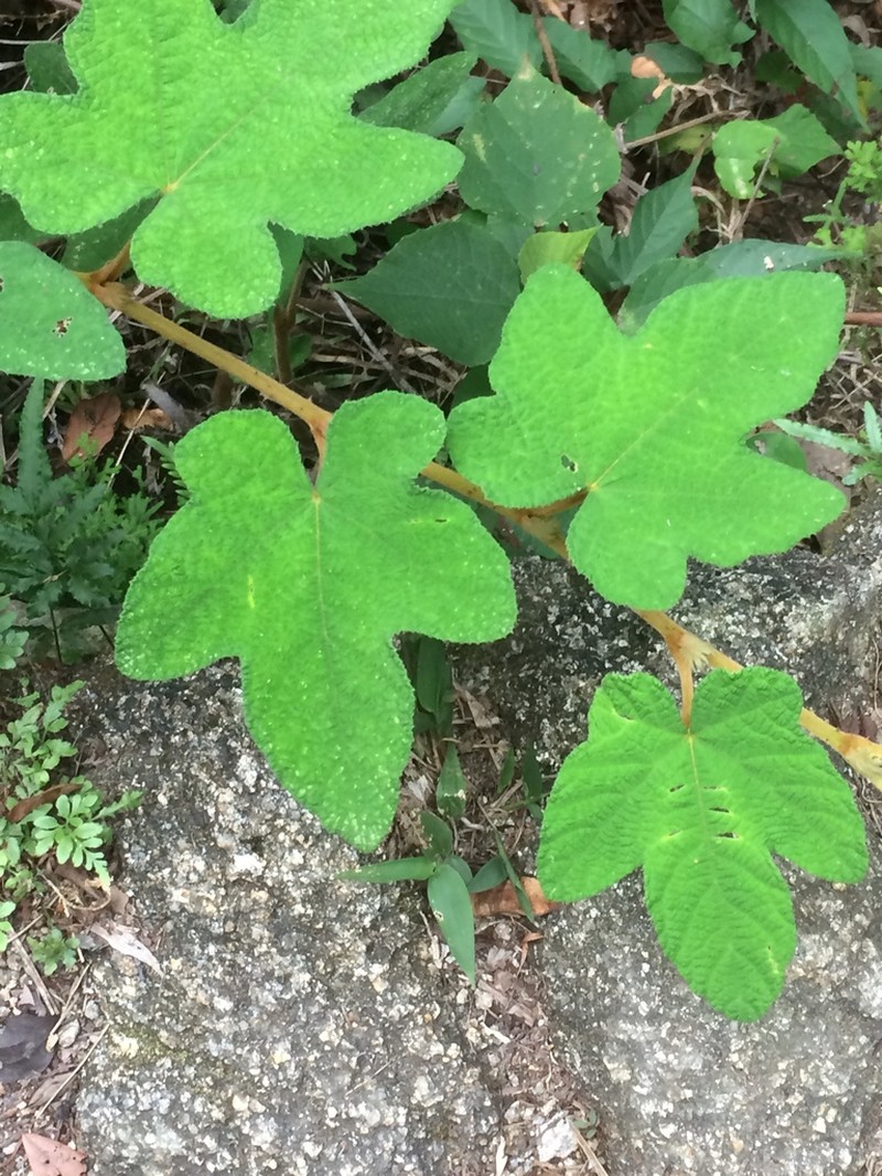 Rubus reflexus photo 7