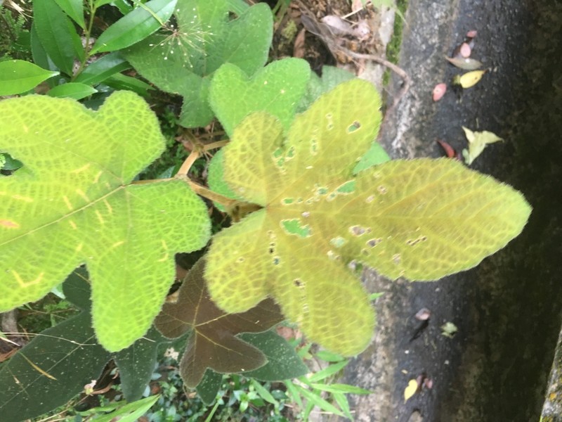 Rubus reflexus photo 8