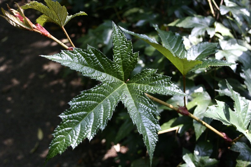 Rubus reflexus var. lanceolobus