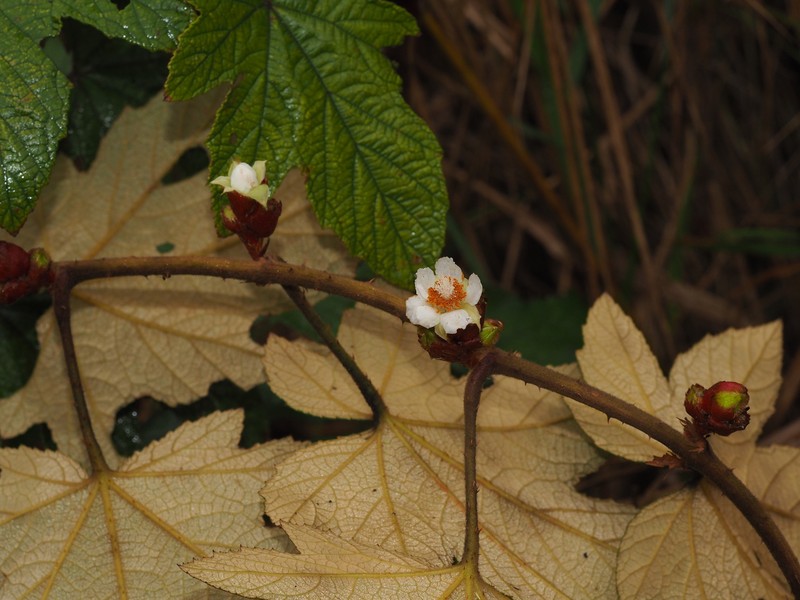 Rubus reflexus var. lanceolobus photo 2