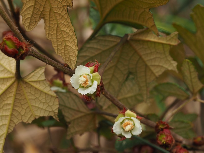 Rubus reflexus var. lanceolobus photo 3