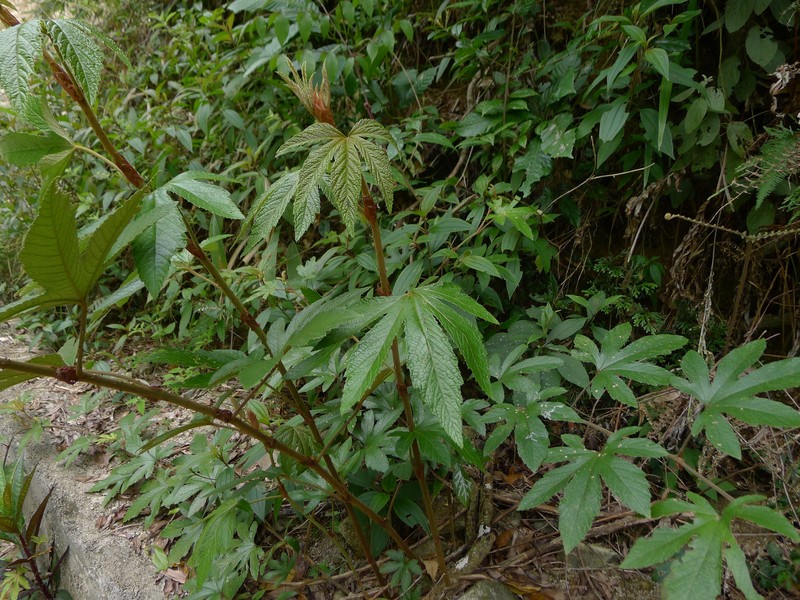 Rubus reflexus var. lanceolobus photo 4