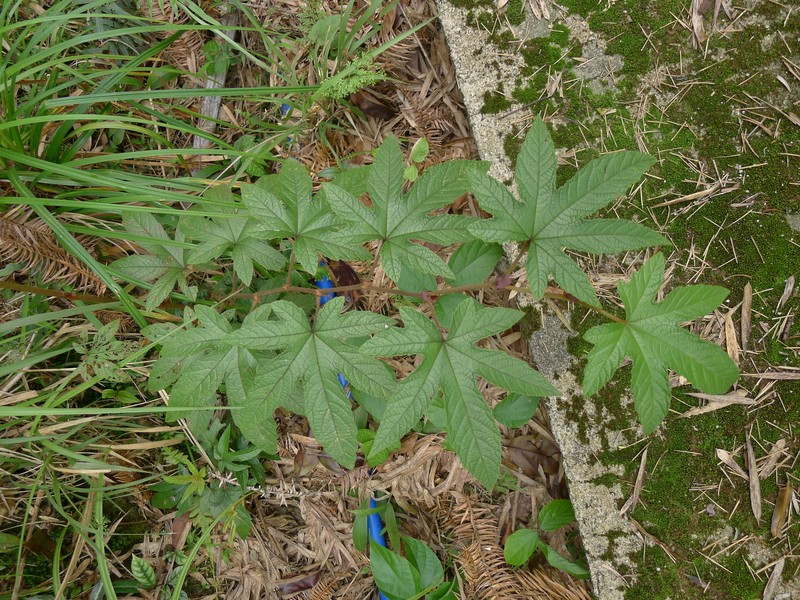 Rubus reflexus var. lanceolobus photo 5