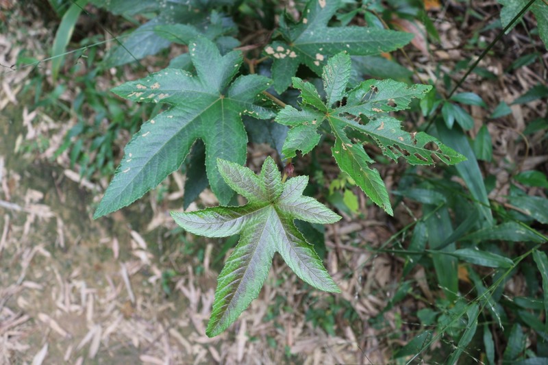 Rubus reflexus var. lanceolobus photo 6