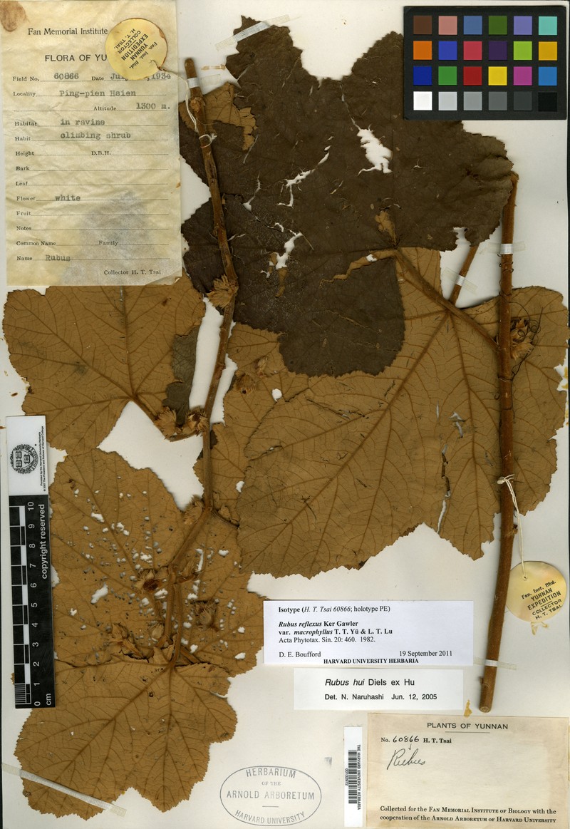 Rubus reflexus var. macrophyllus