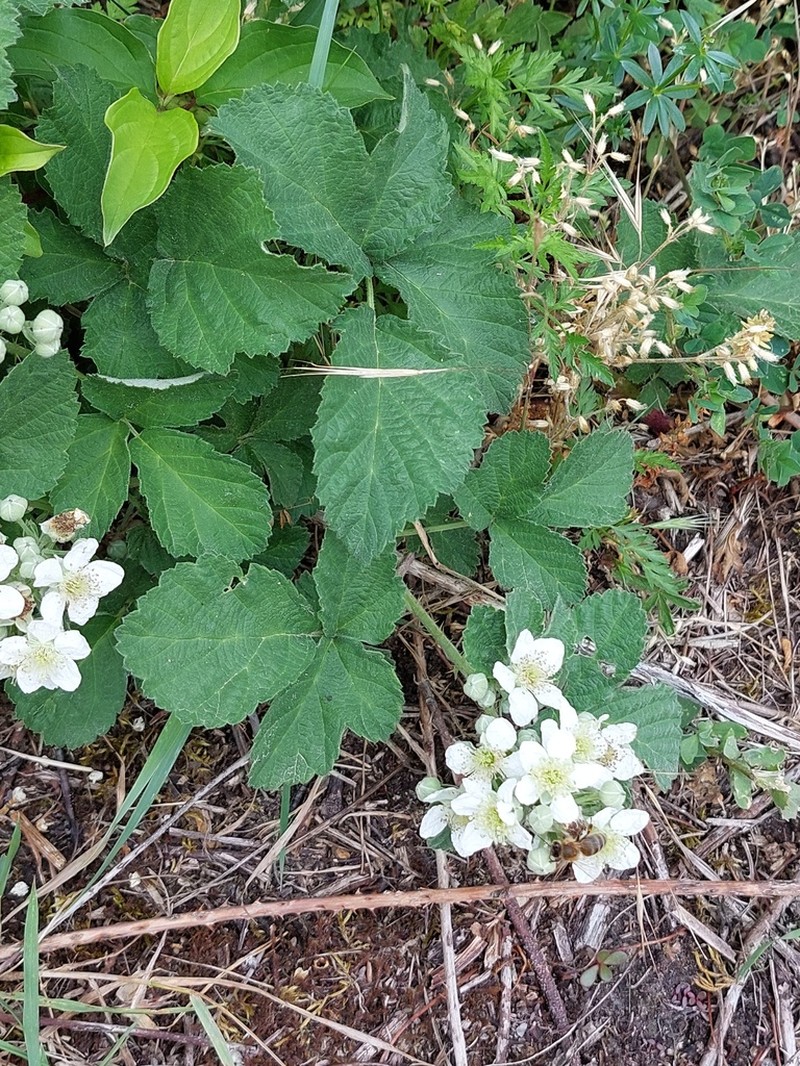 Rubus remotifolius