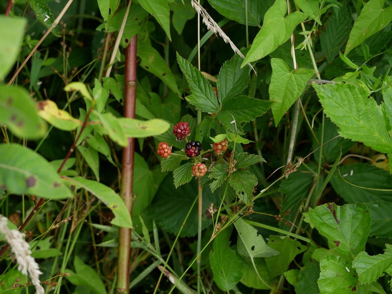 Rubus revealii photo 2