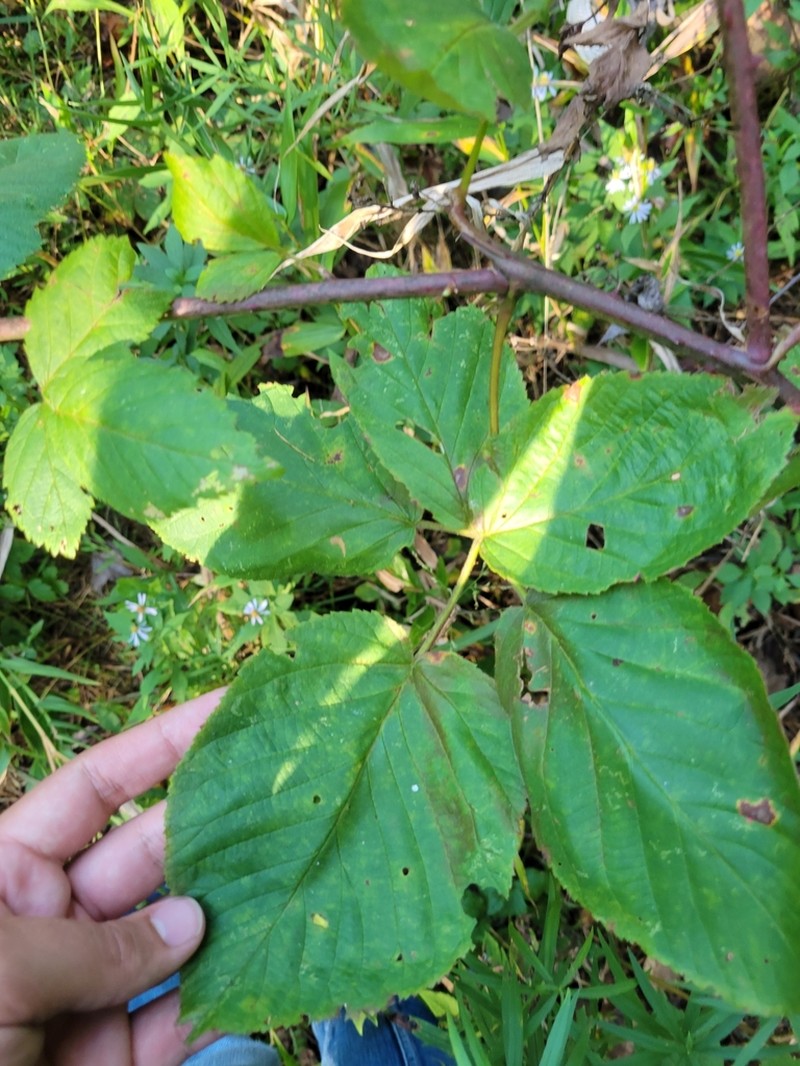 Rubus revealii photo 3