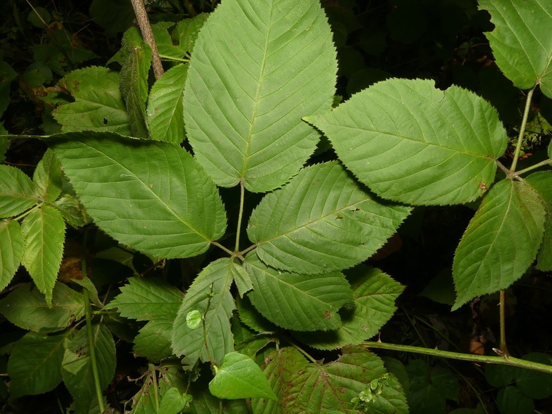 Rubus revealii photo 4