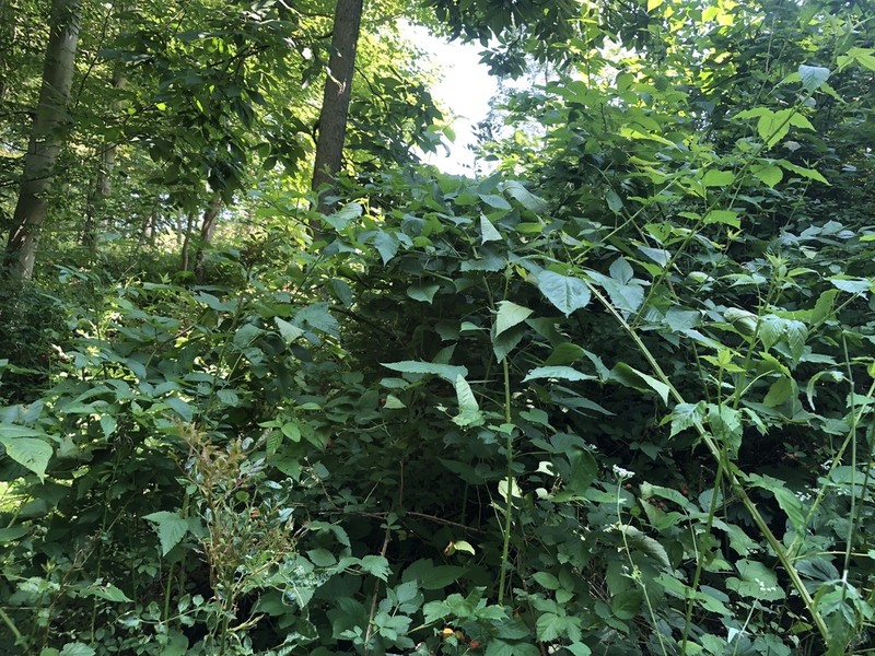 Rubus revealii photo 5