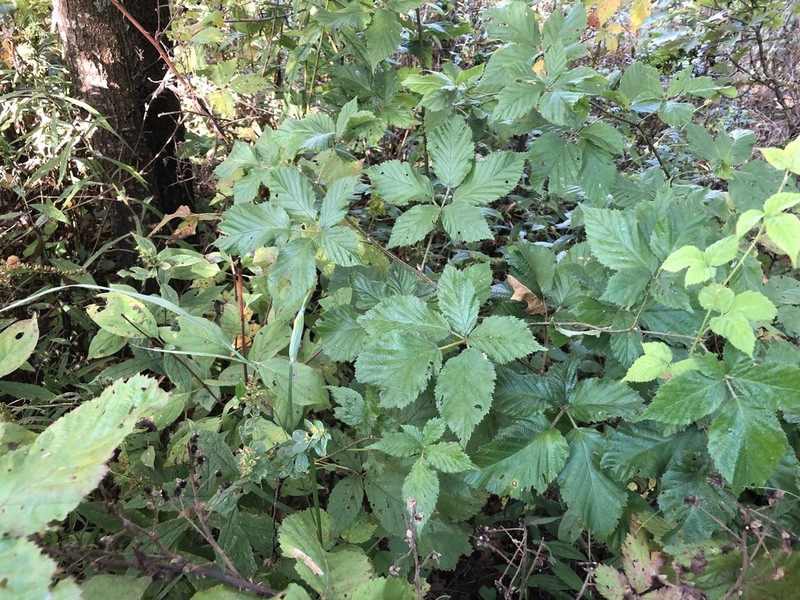 Rubus revealii photo 7