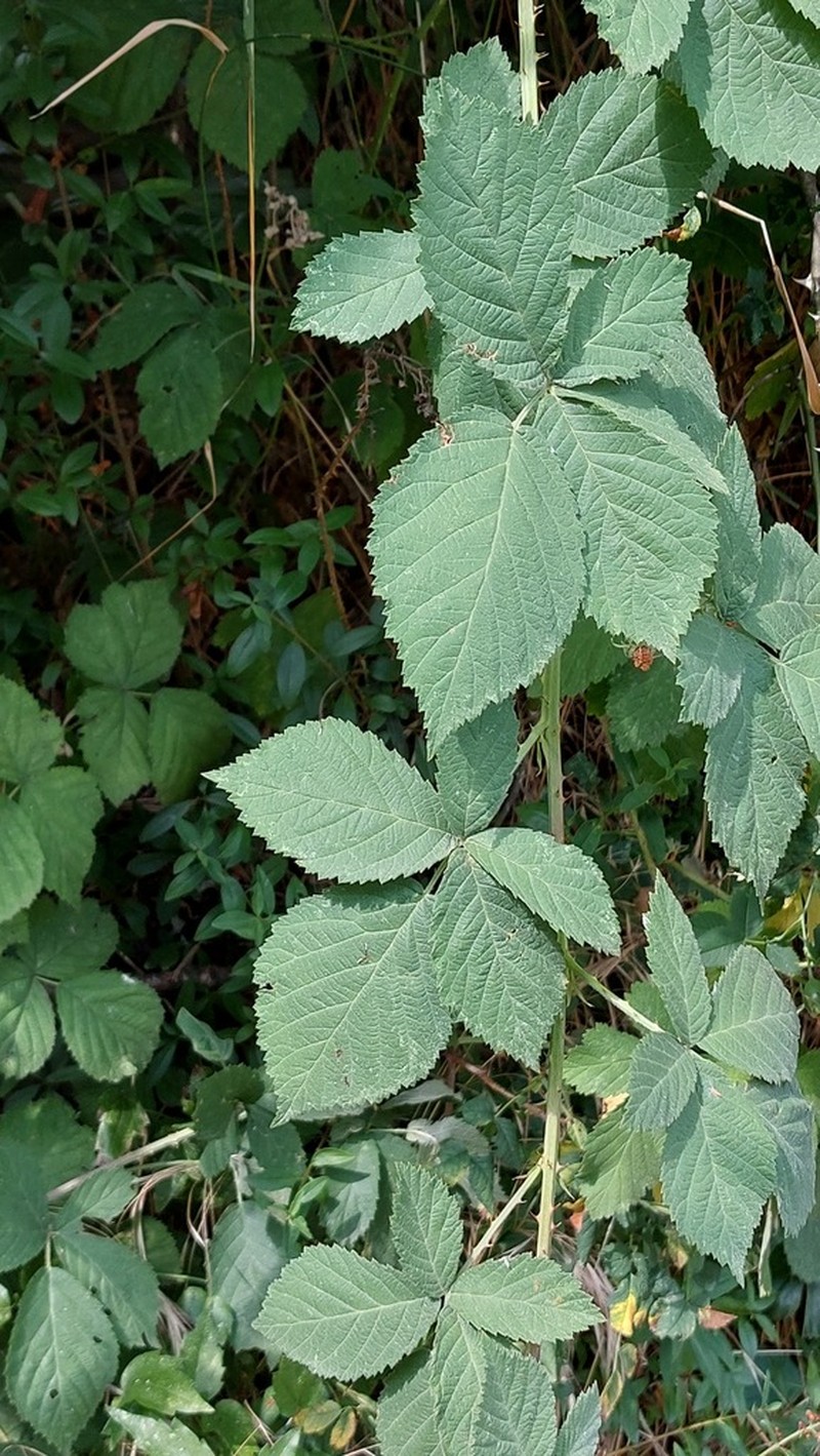 Rubus rhombicus