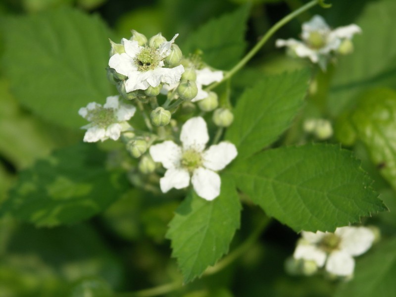 Rubus rhombicus photo 2