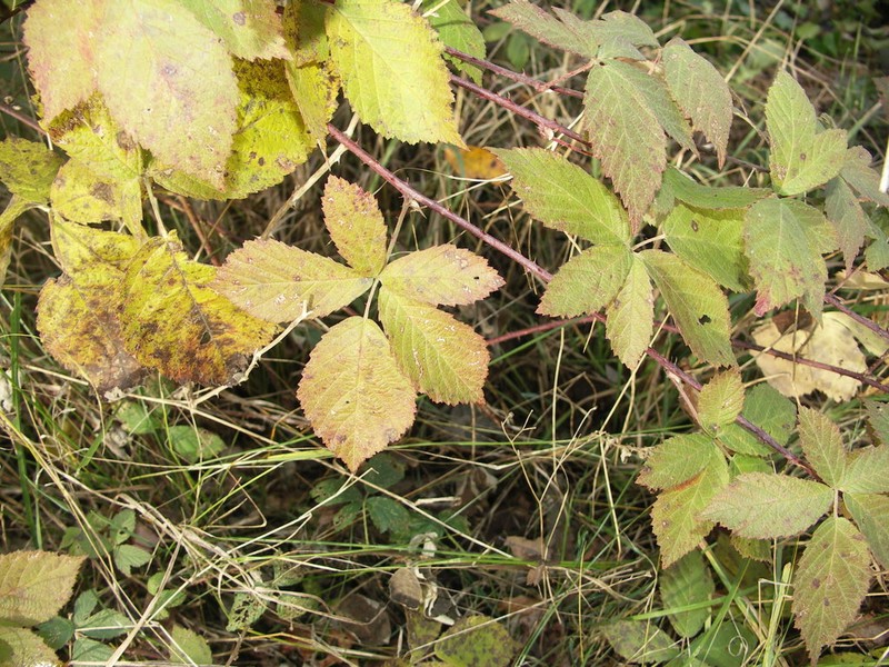 Rubus rhombicus photo 3