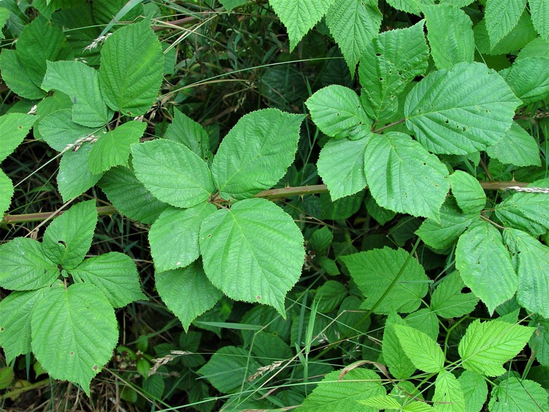 Rubus rhombifolius photo 4