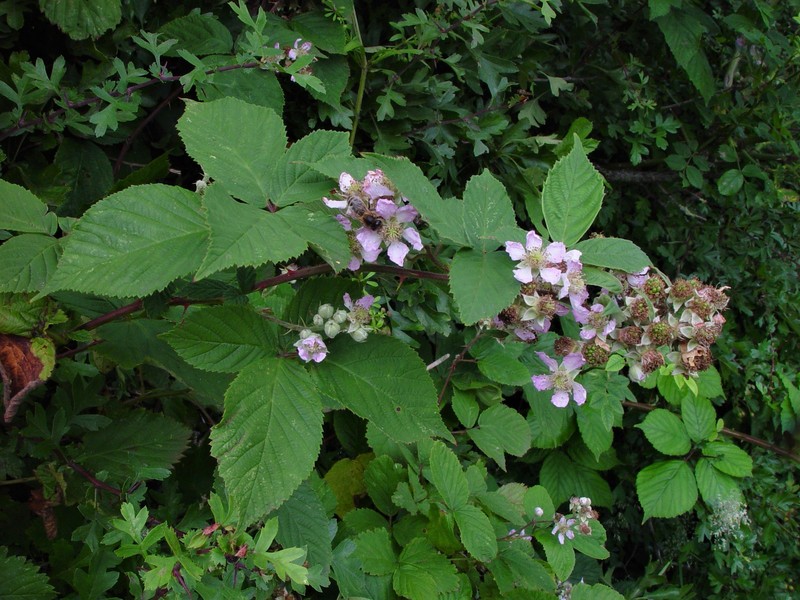 Rubus rhombifolius photo 5