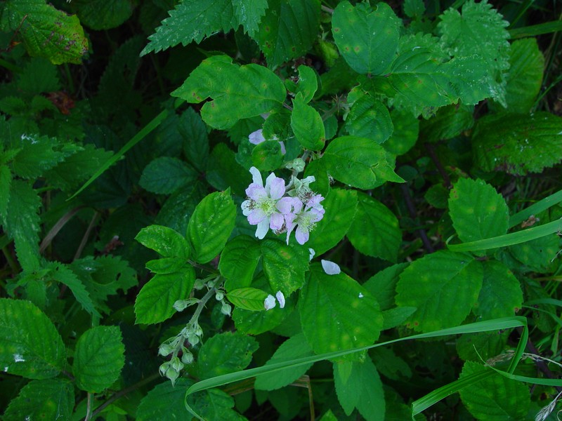 Rubus rhombifolius photo 6