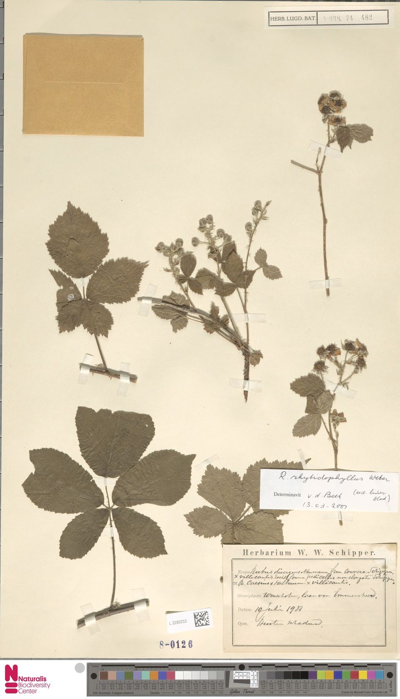 Rubus rhytidophyllus