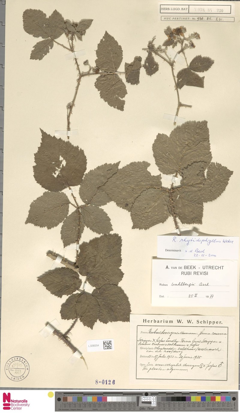 Rubus rhytidophyllus photo 2
