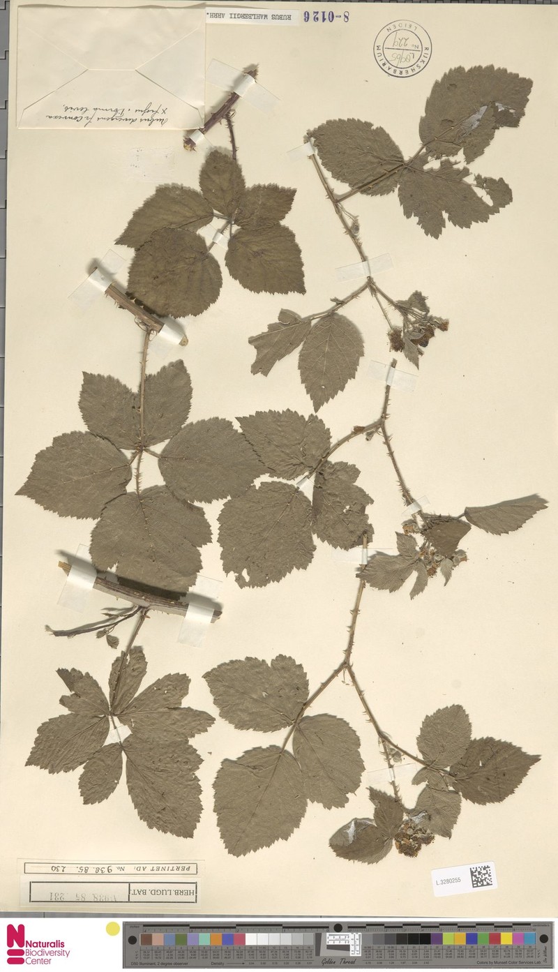 Rubus rhytidophyllus photo 3