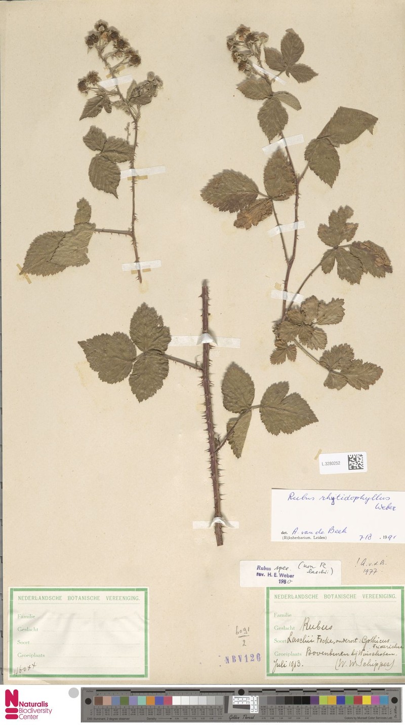 Rubus rhytidophyllus photo 4