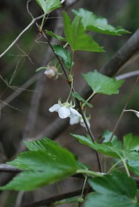 Rubus ribisoideus