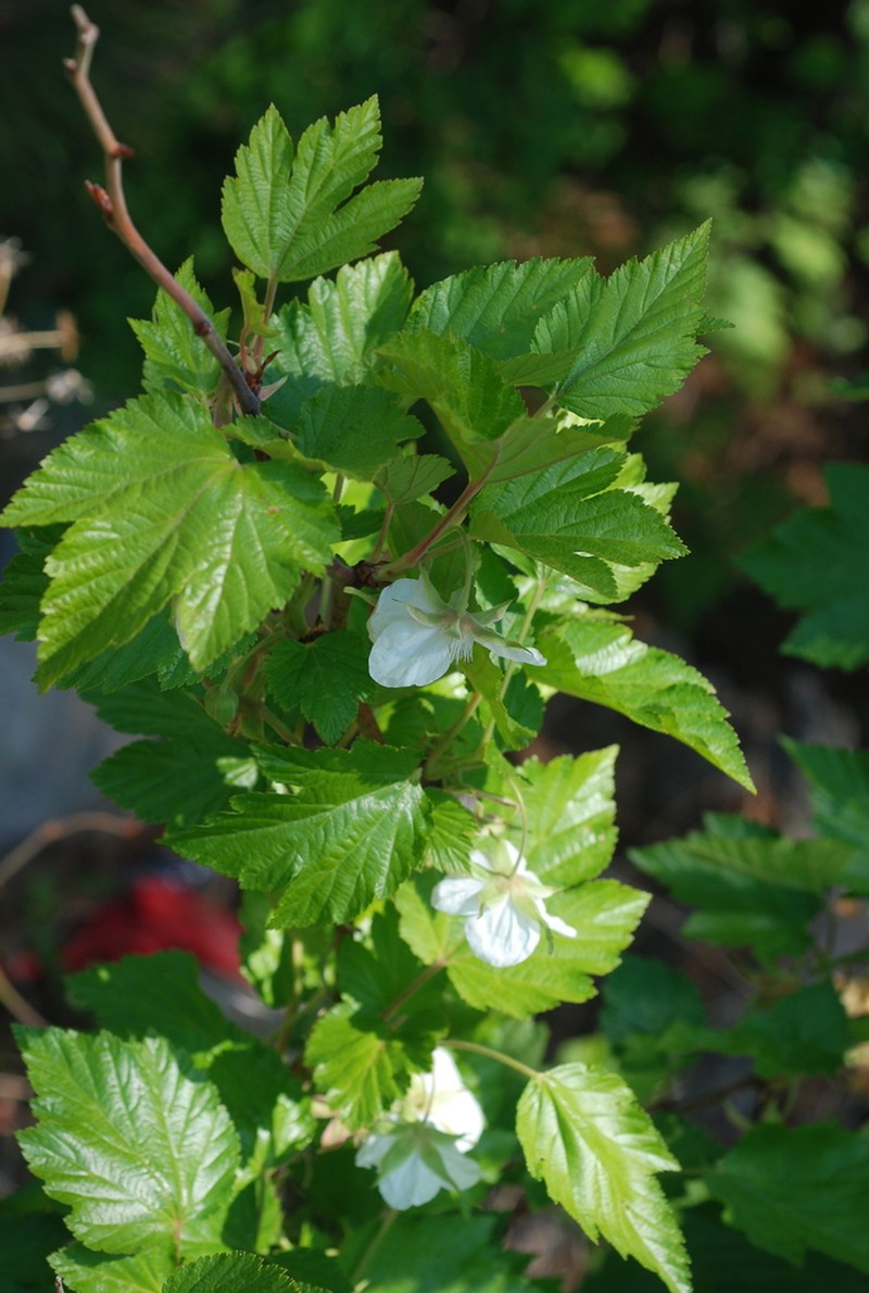 Rubus ribisoideus photo 2