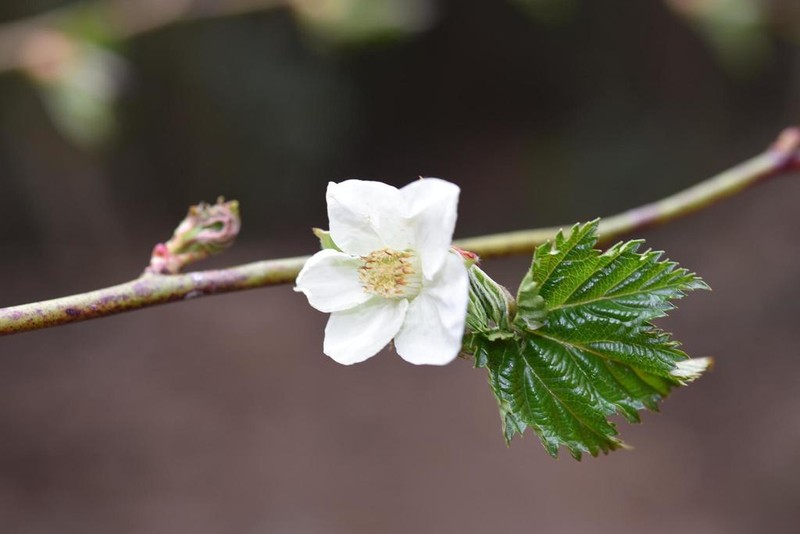 Rubus ribisoideus photo 3