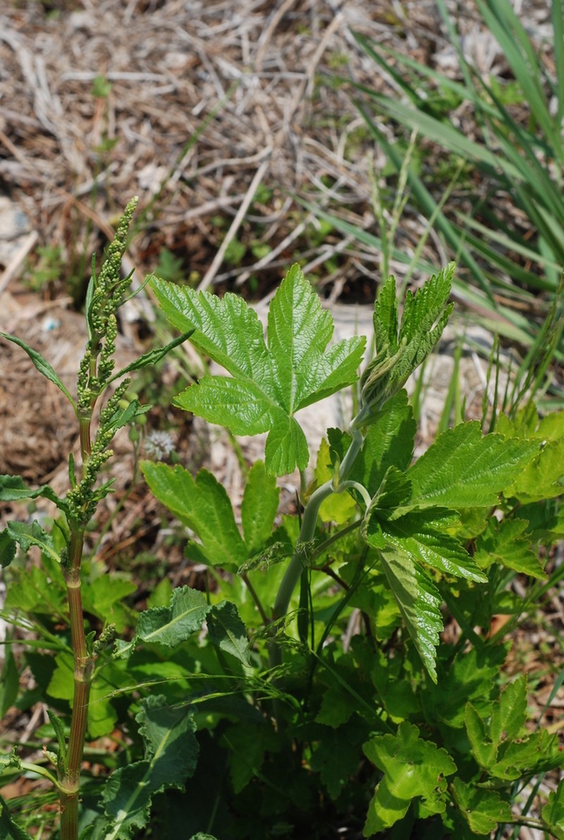 Rubus ribisoideus photo 4