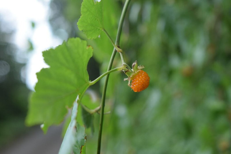 Rubus ribisoideus photo 5