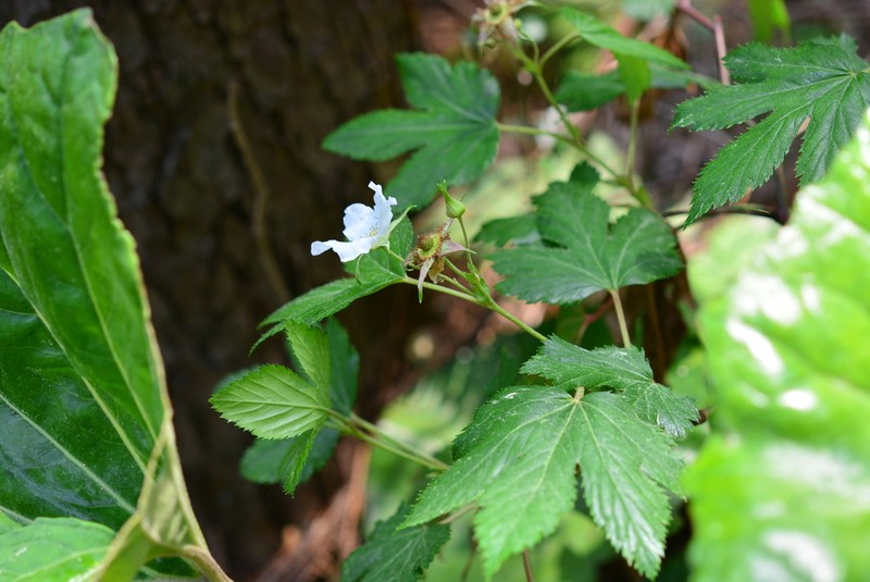 Rubus ribisoideus photo 6