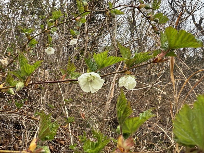 Rubus ribisoideus photo 7