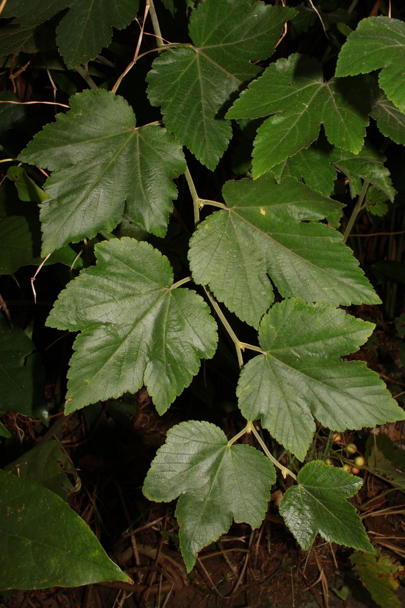 Rubus ribisoideus photo 8