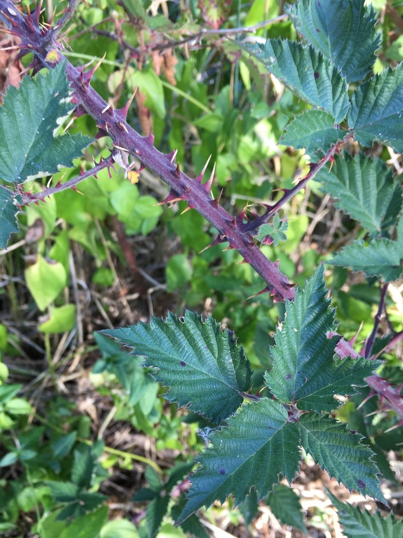Rubus riddelsdellii photo 2