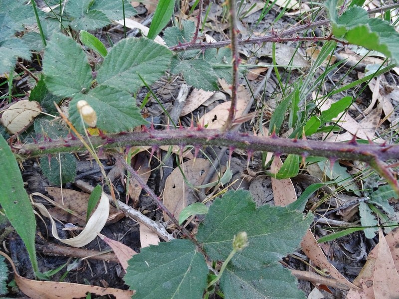 Rubus riddelsdellii photo 3
