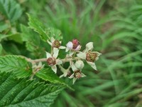 Rubus rigidus