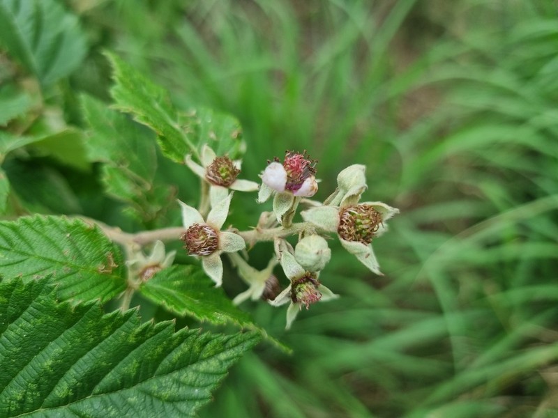 Rubus rigidus