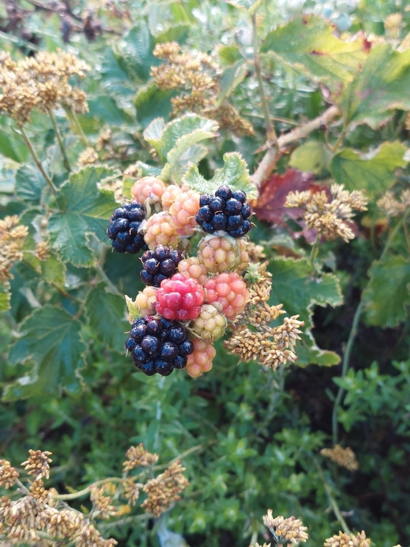 Rubus rigidus photo 2