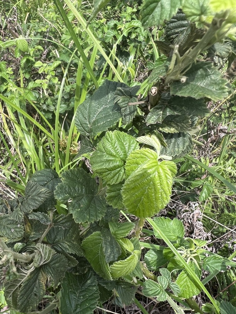 Rubus rigidus photo 3