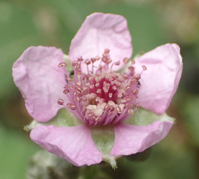 Rubus rigidus photo 4