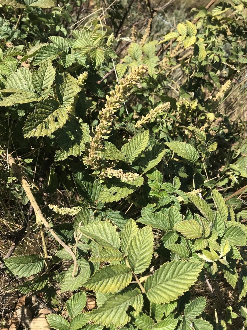 Rubus rigidus photo 5