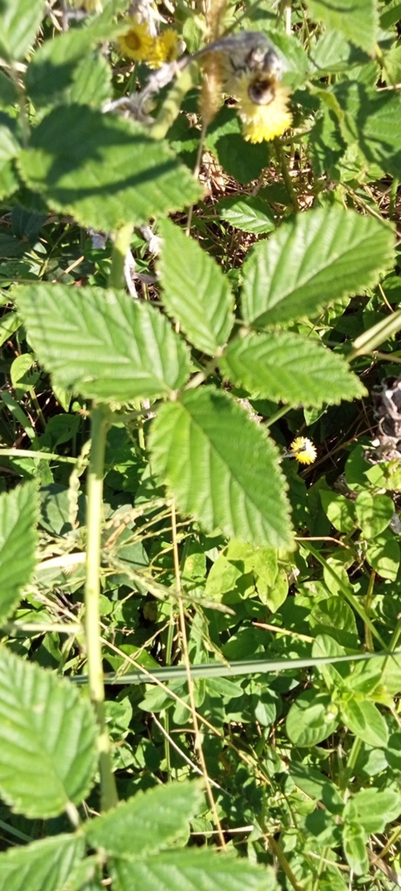 Rubus rigidus photo 6