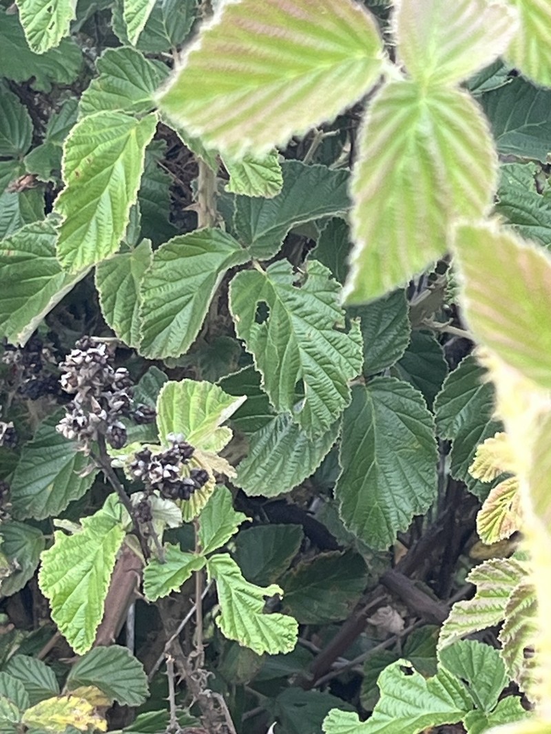 Rubus rigidus photo 7