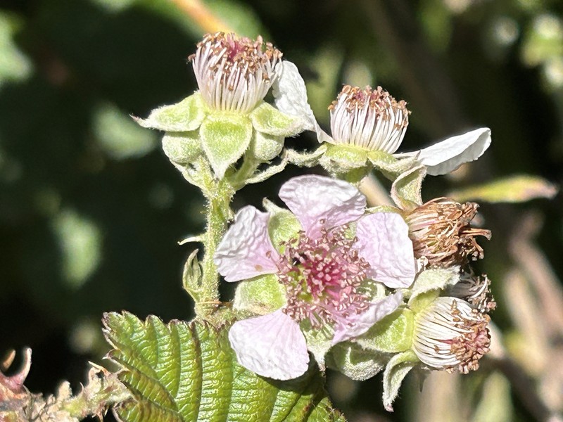 Rubus rigidus photo 8