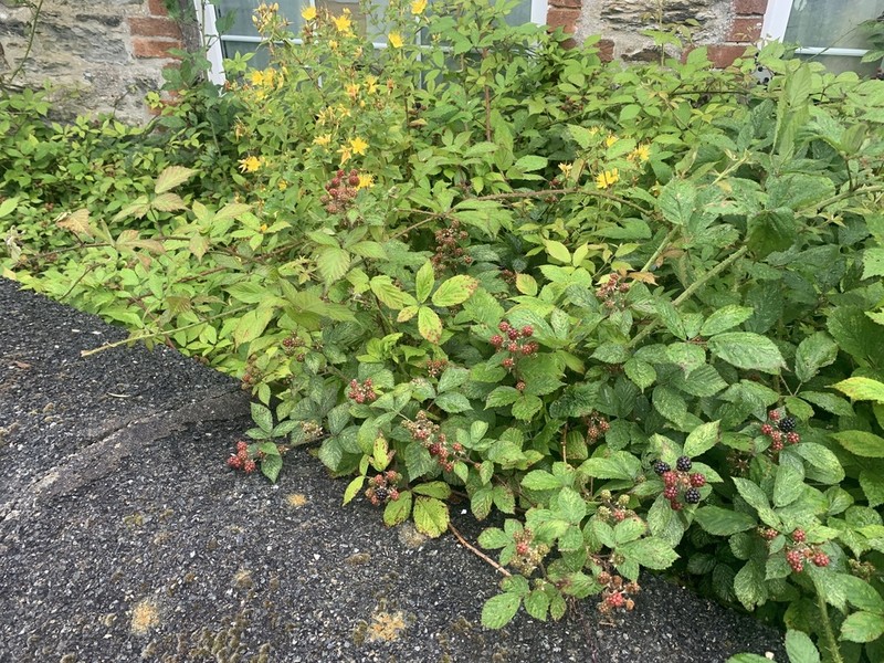Rubus rilstonei