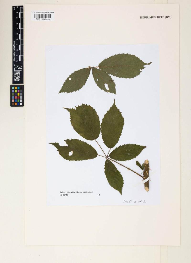 Rubus rilstonei photo 3