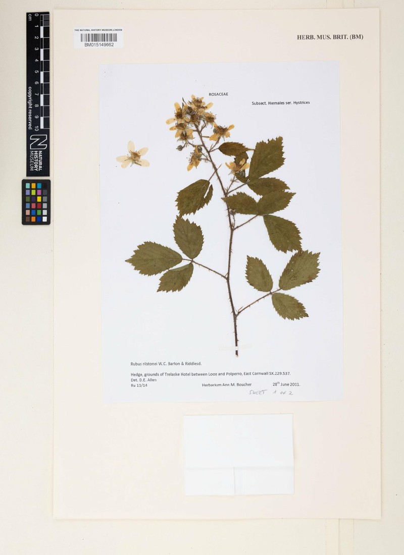 Rubus rilstonei photo 4
