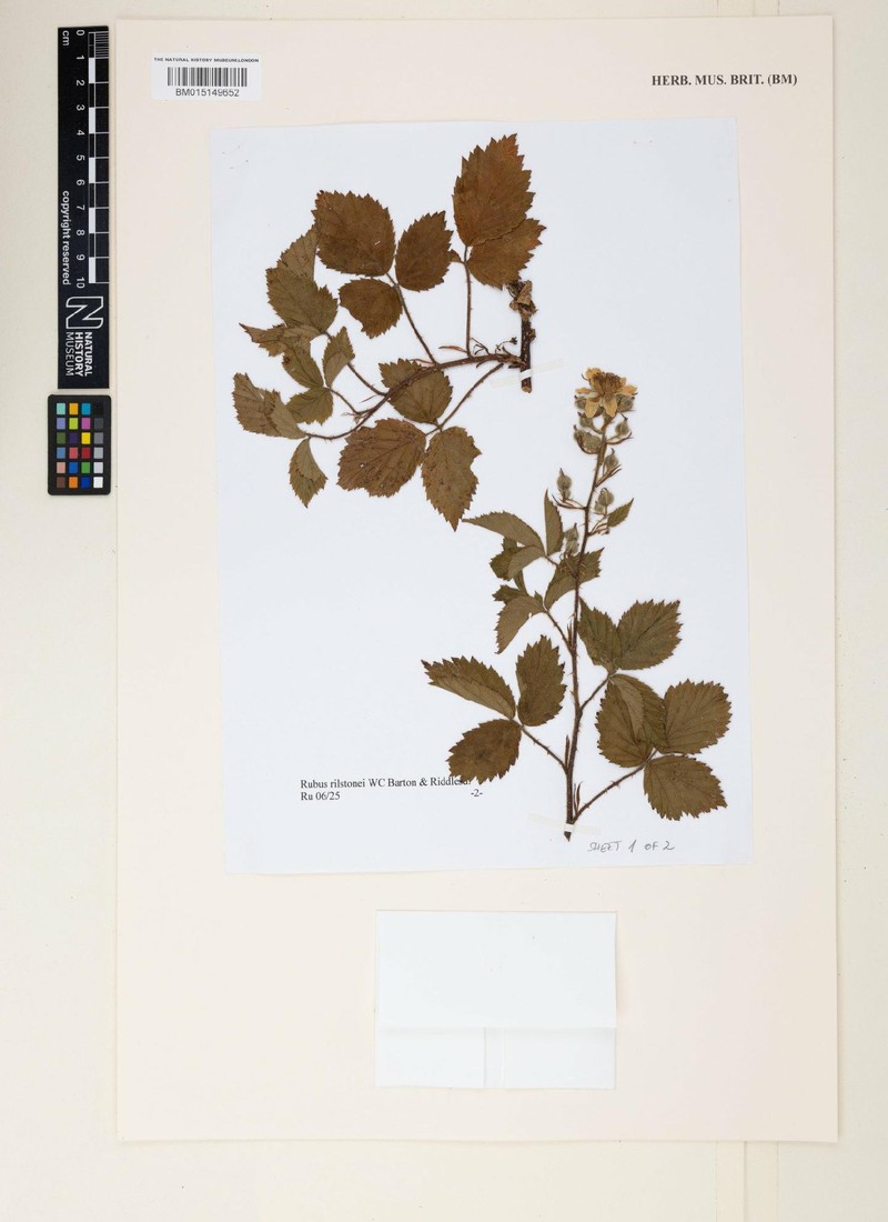Rubus rilstonei photo 5