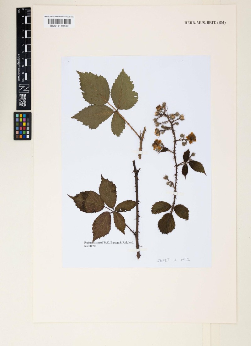 Rubus rilstonei photo 6