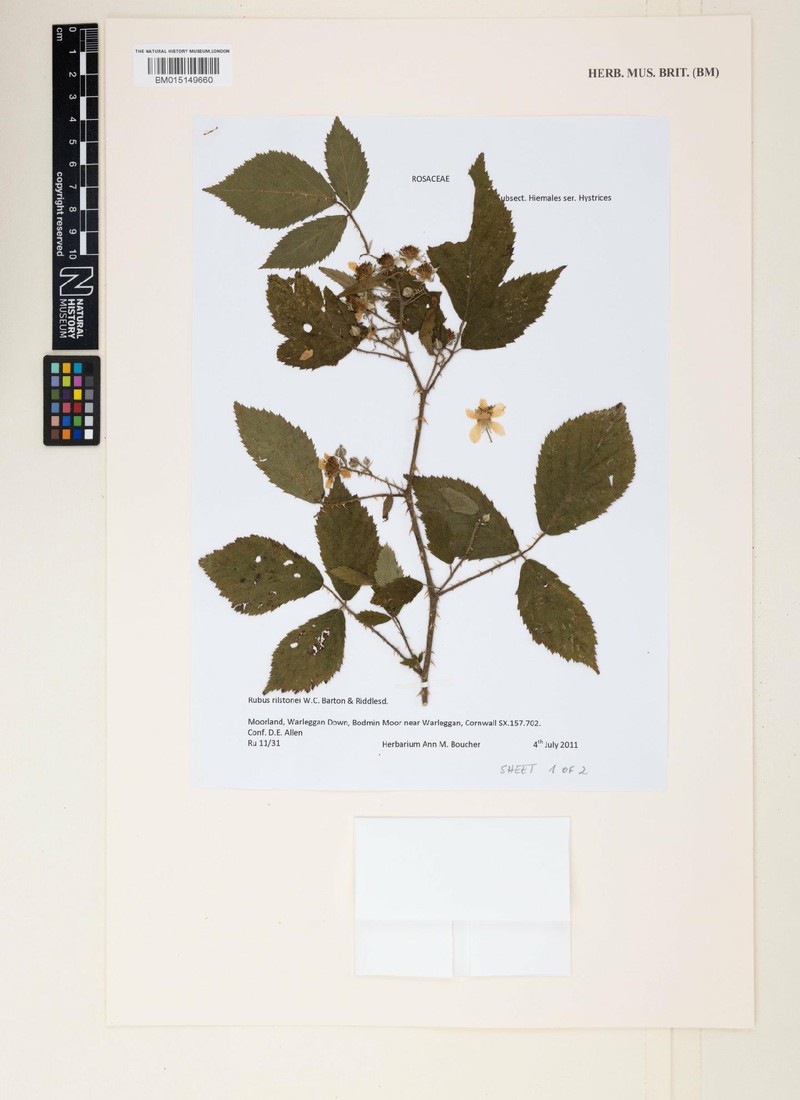 Rubus rilstonei photo 7
